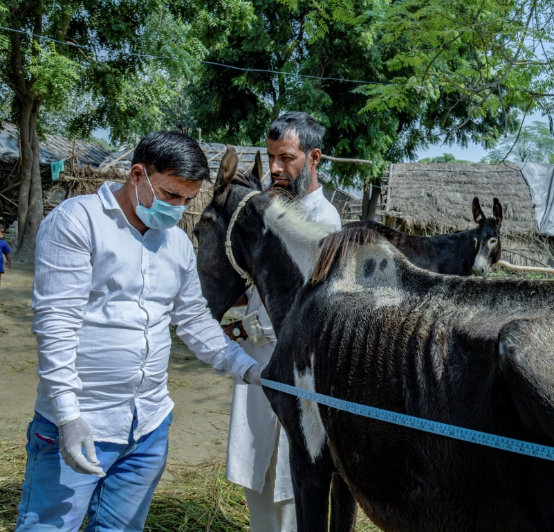 Animal health practitioner in India. Credit: Atul LokePanos Pictures