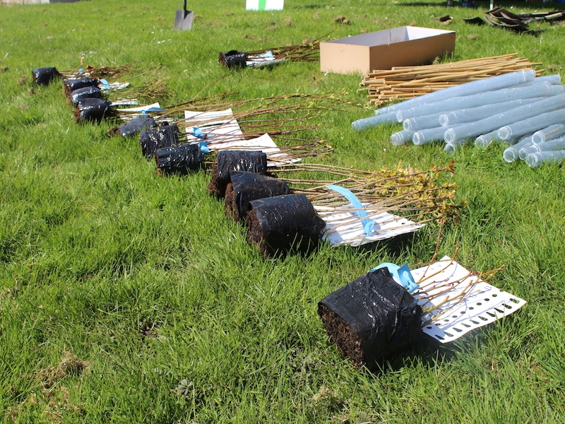 Tree-planting in the UK (image courtesy of Carbon Footprint)