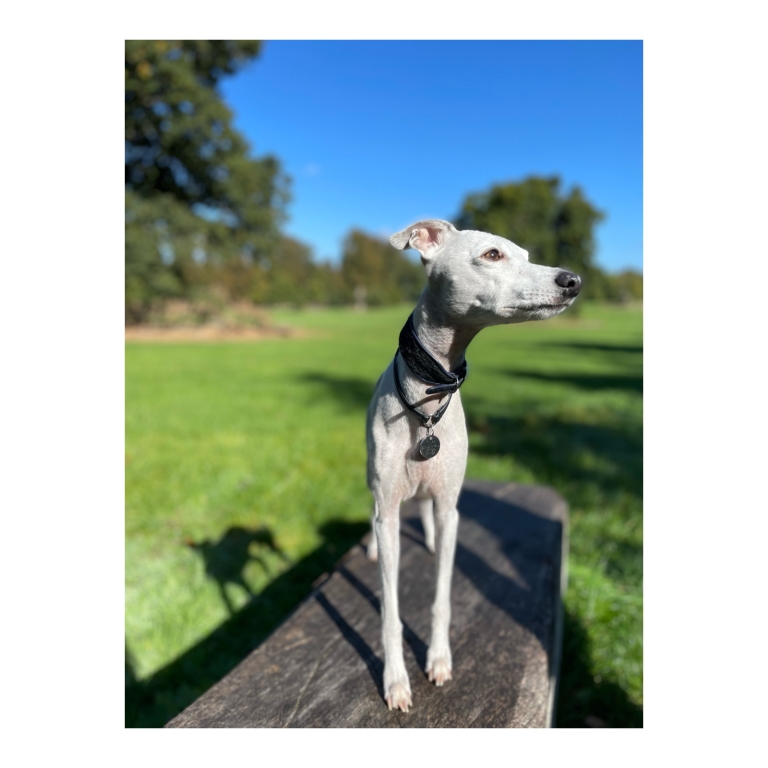 Margaux was first diagnosed with immune mediated polyarthritis in July 2020 and has been treated at Linnaeus-owned Davies Veterinary Specialists in Hertfordshire ever since. 