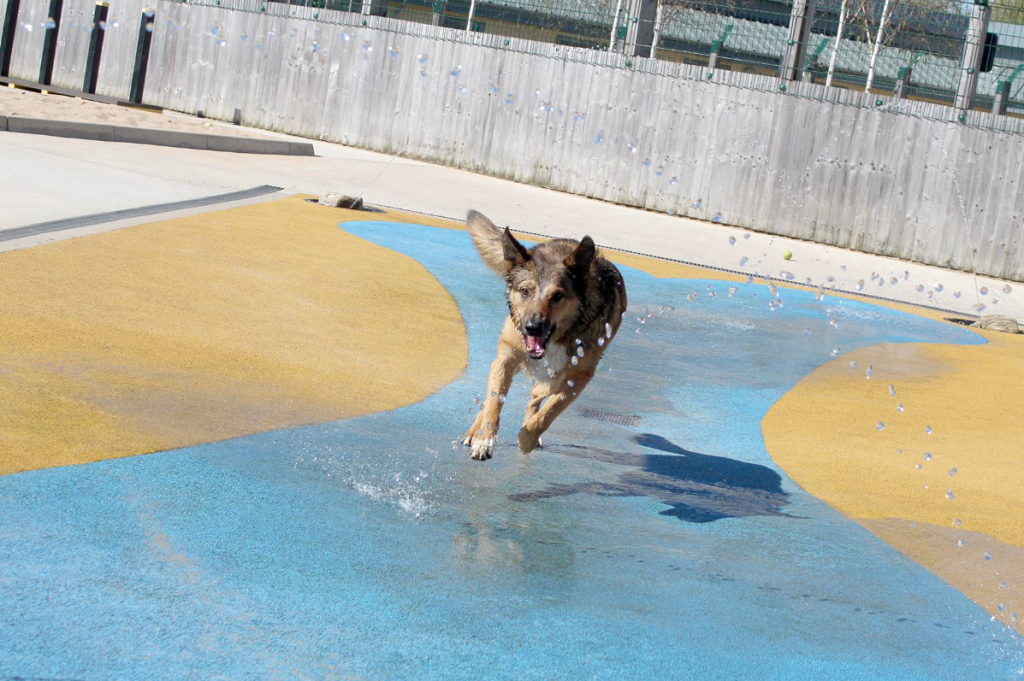 Dog running over wet concrete pool