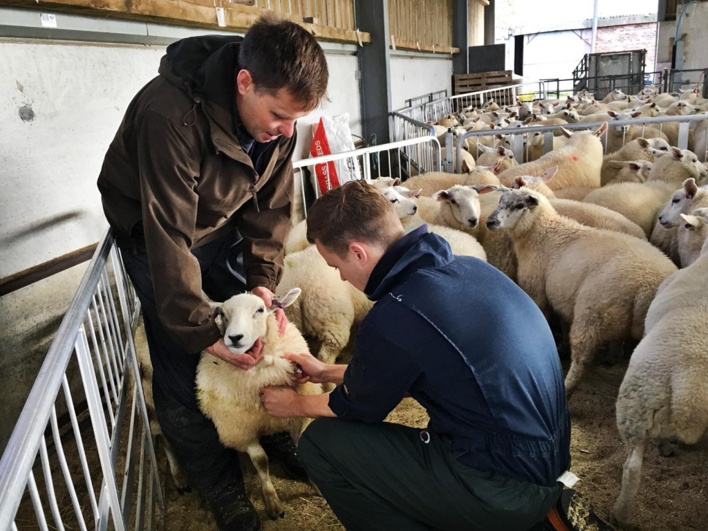 Ed Hill from Thrums Veterinary Group blood samples sheep