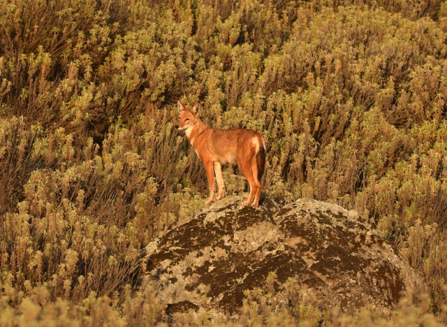 Ethiopian wolf  Eric Bedin