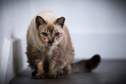 Cats are particularly vulnerable to passive smoking 