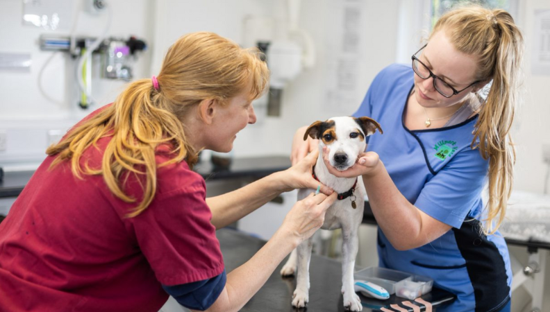 An expansive new training programme for Veterinary Care Assistants has been launched this month by IVC Evidensia. 