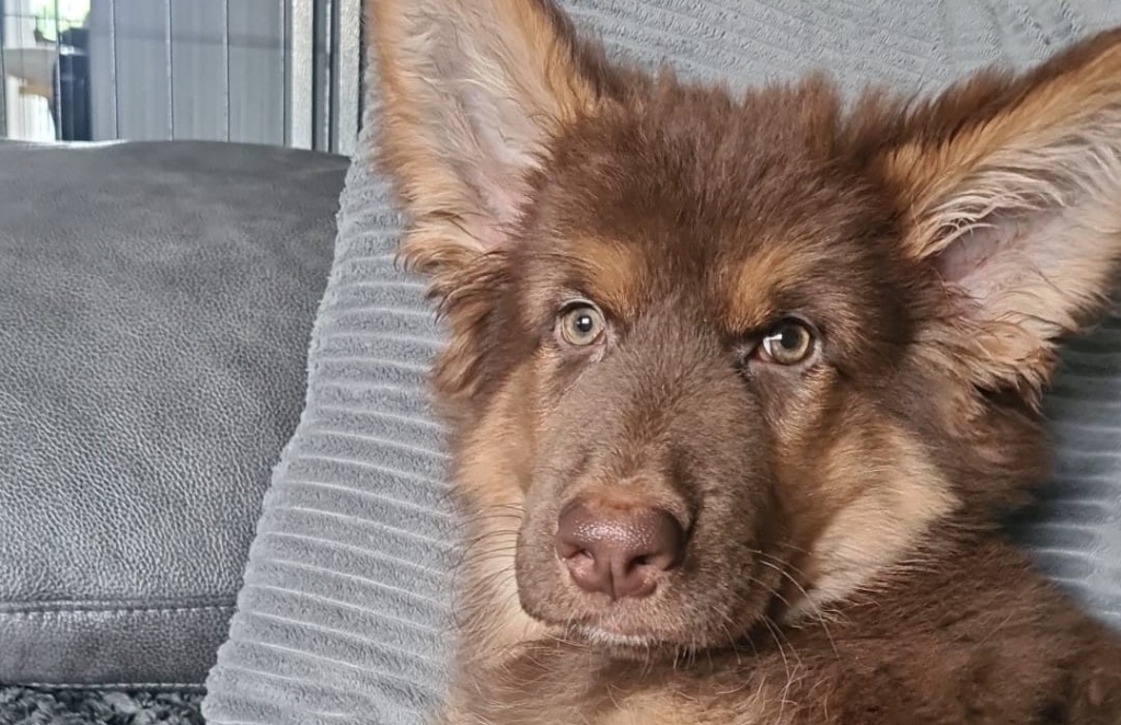 Bailey’s loving life after his rare regurgitation condition treated at DWR Veterinary Specialists.