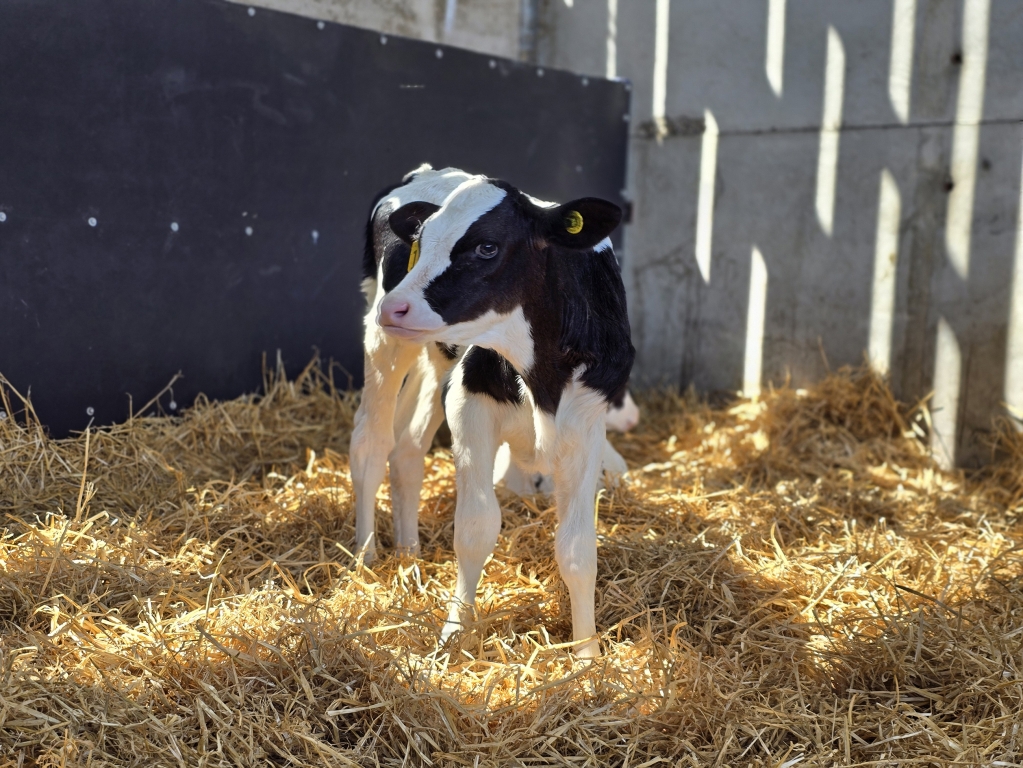 Calf cryptosporidiosis is now the most common cause of infectious scour in GB