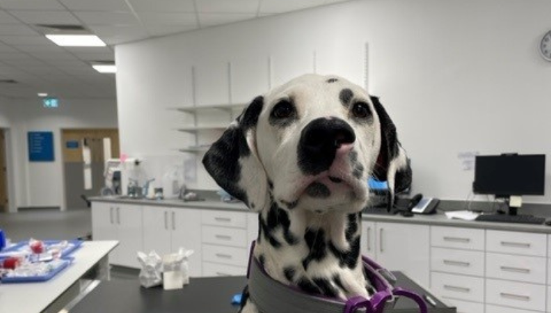 Dalmatian puppy Nova after being treated for a rare ear abnormality at Blaise Veterinary Hospital.