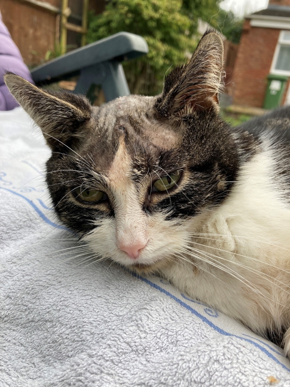 Ollie, believed to be eight years old after he was taken in as a stray, was referred to the neurology and neurosurgery service at Linnaeus-owned Davies Veterinary Specialists in Hitchin. 