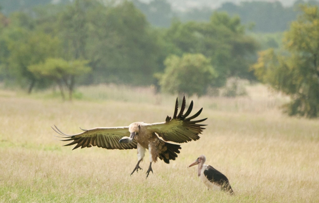 A Cape vulture