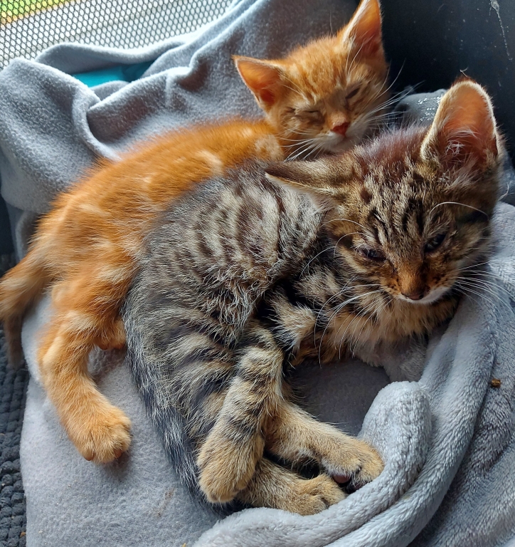 Garfield and Odie kittens sleeping