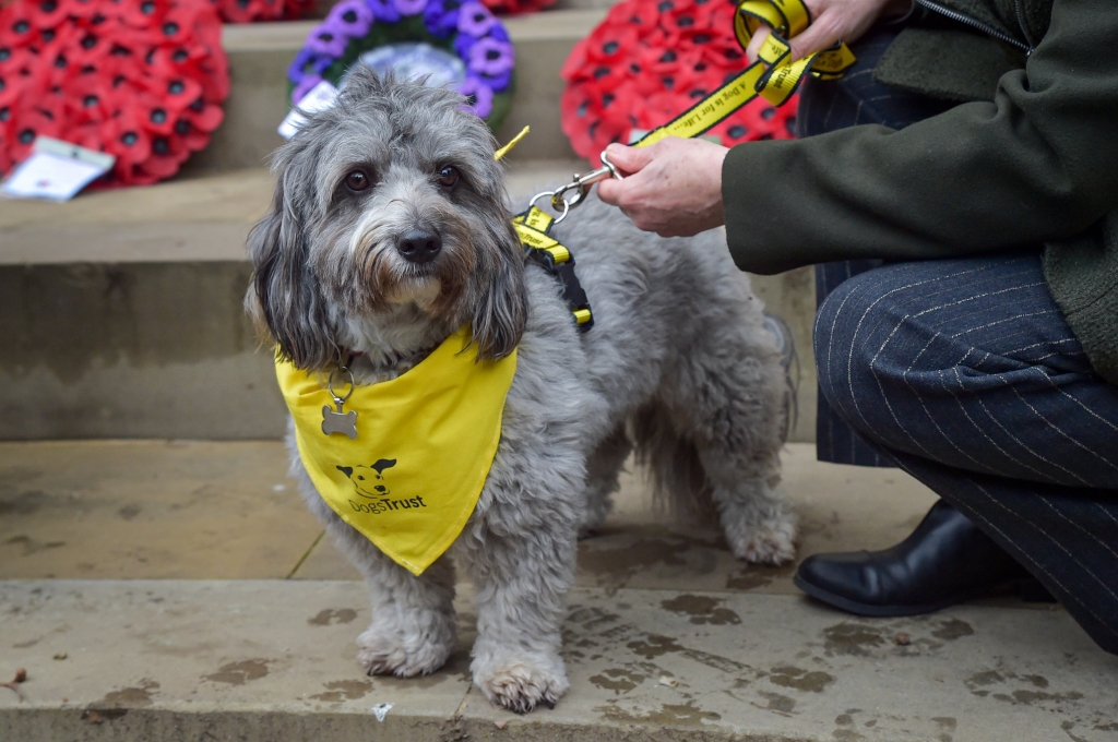 Dog with a yellow Dogs Trust bandana standing next to wreaths