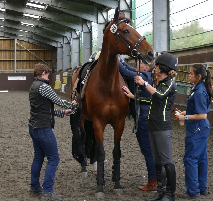 Leading education journal publishes results of horse and rider weight