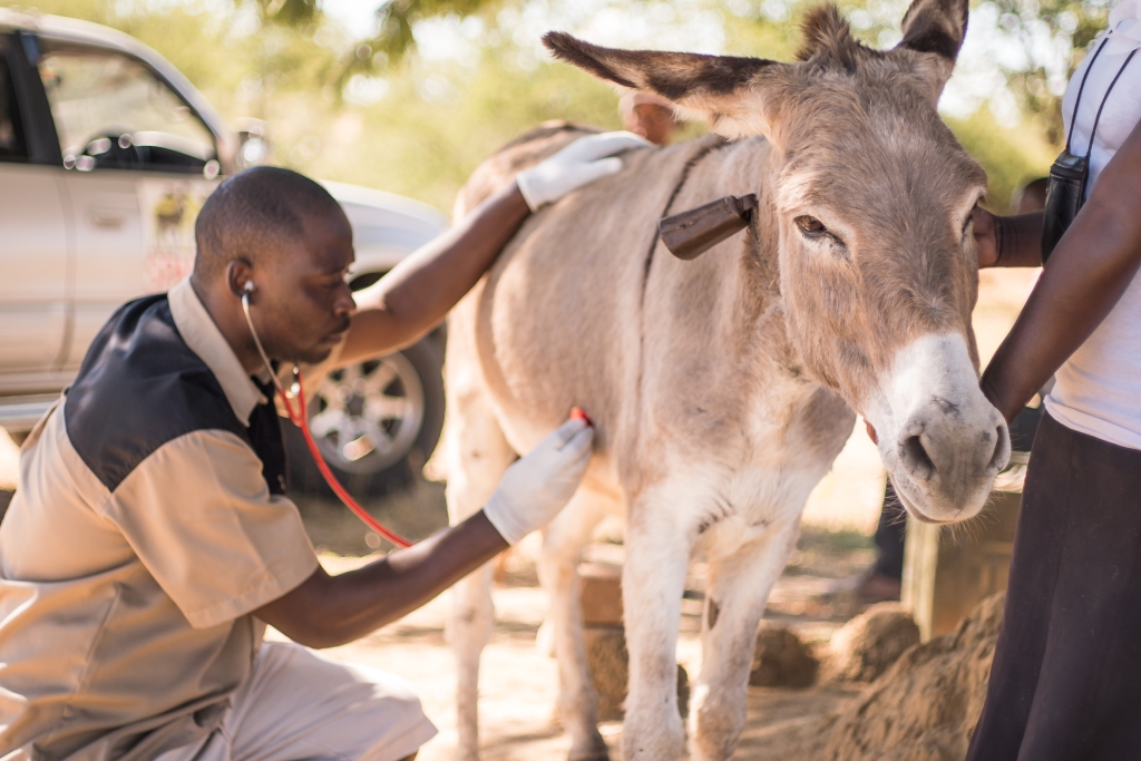 A SPANA vet treating a working donkey in Zimbabwe © SPANA
