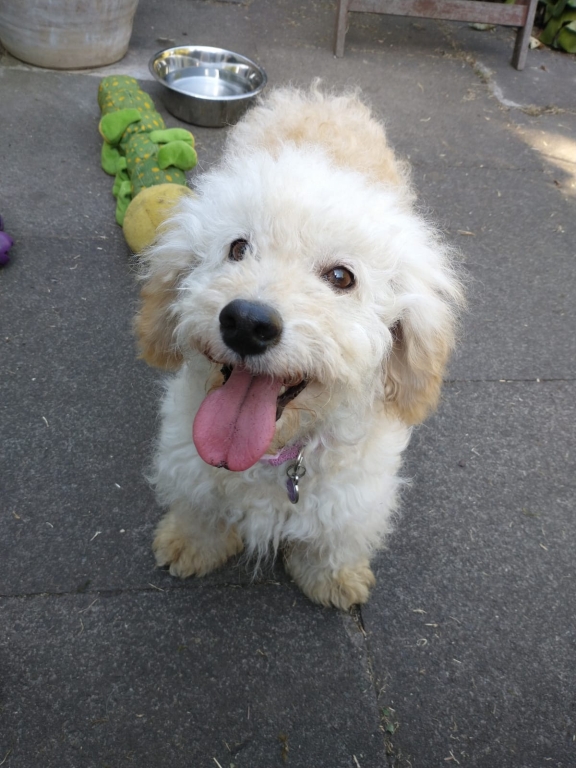 Poodle crossbreed, Lilly