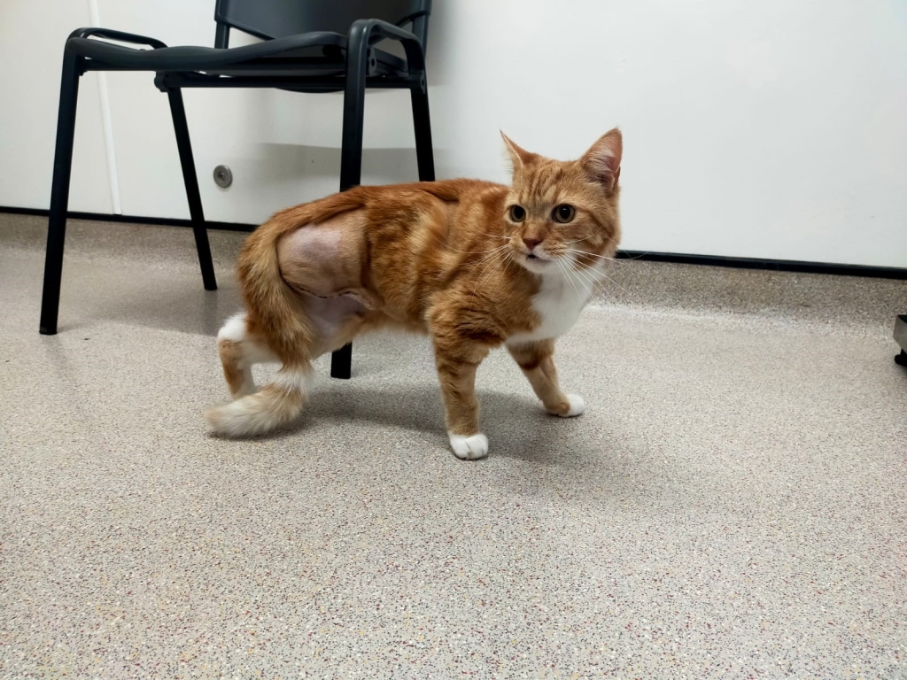 Nine-year-old cat Bubba has recovered well and adapting to life on three legs after undergoing surgery at Gower Veterinary Surgery, in Swansea.  
