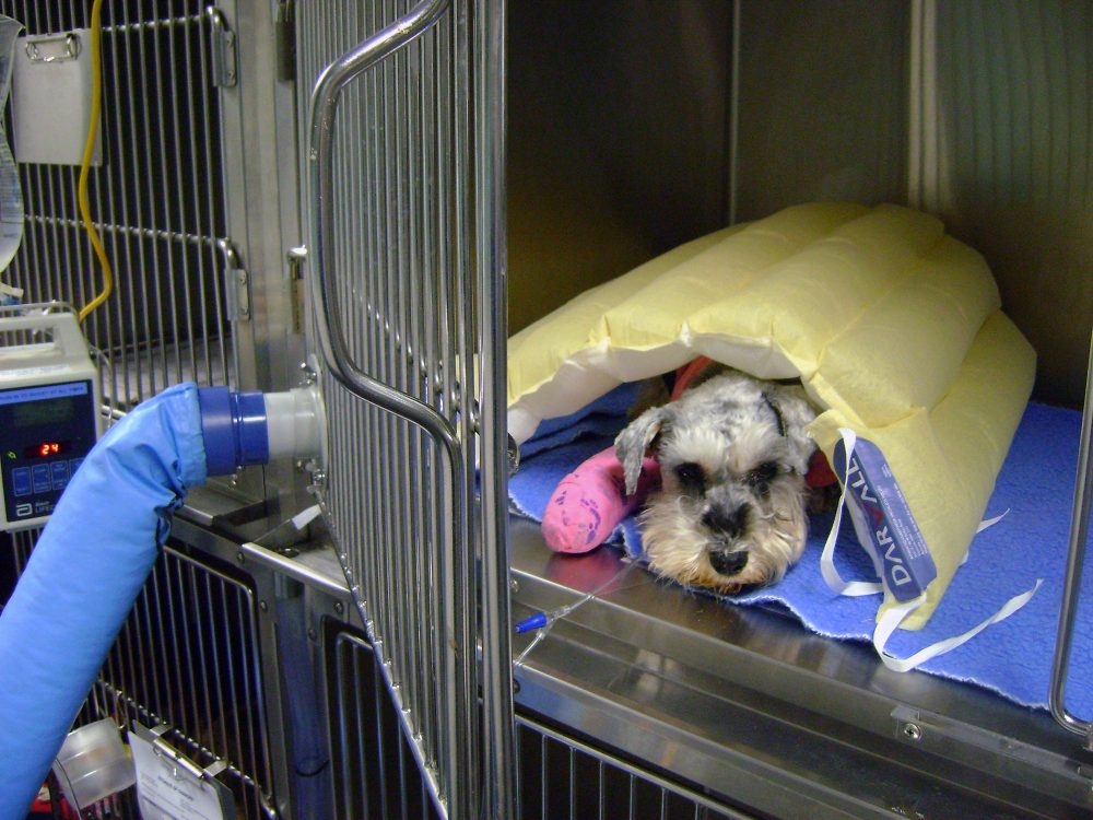 The Darvall Cozy warming system addresses the challenge of anaesthetic hypothermia safely in the kennel and during surgery, benefiting the patient and the veterinary team