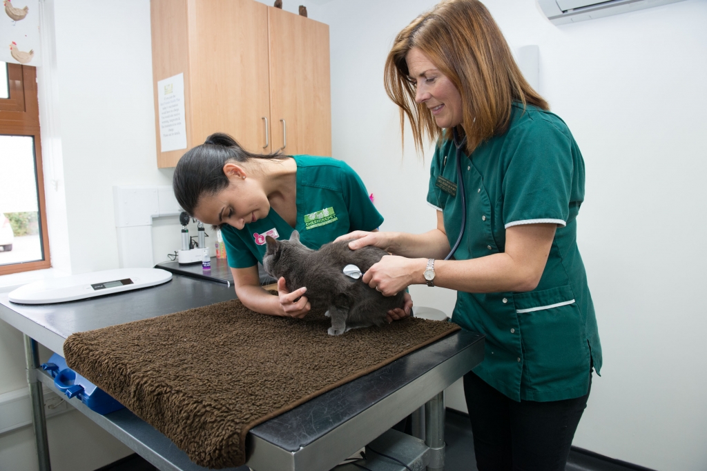 Cheshire Pet Opens Specially Designed CatOnly Clinic / Veterinary