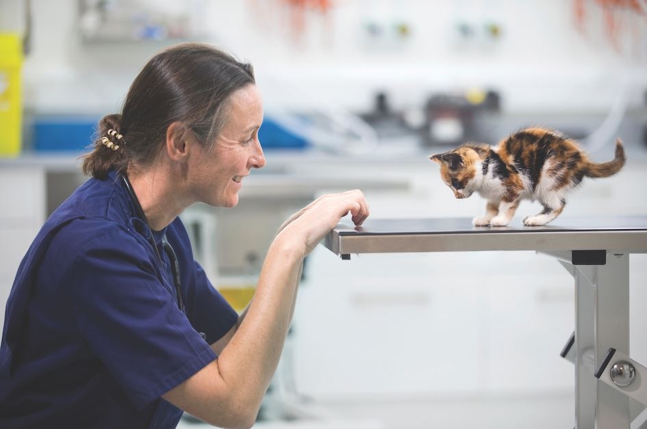 Vet with kitten