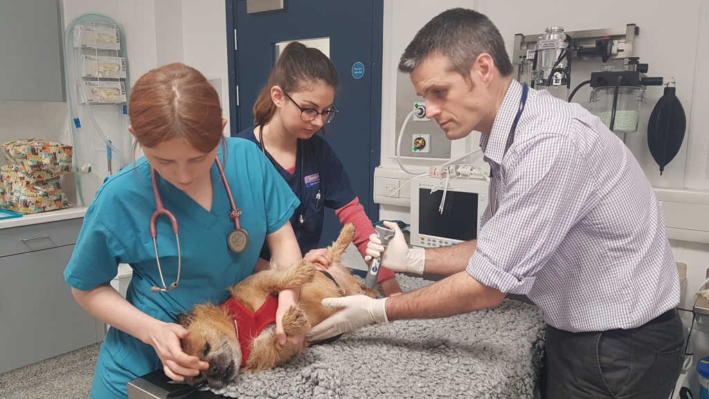 Matthew Best, an RCVS-recognised specialist in small animal medicine, is leading the Eastcott oncology service