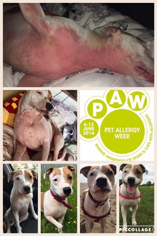 Celebrating PAW is is Lola, a 2 year old Staffordshire Bull Terrier