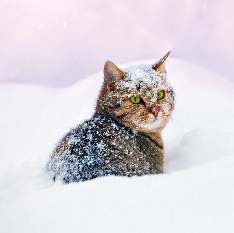 Card - Cat in the snow