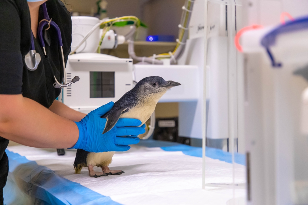 Cave’s anaesthesia team has had a clinical paper published on general anaesthesia in little blue penguins for MRI, the first time such research has been made available. 