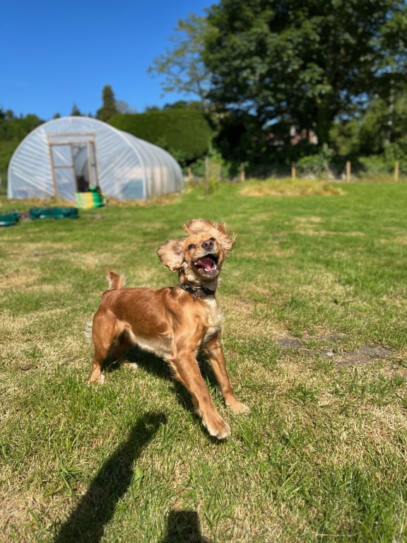 Betty the dog smiling