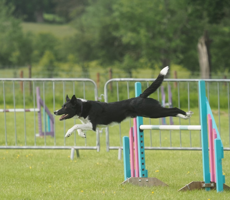 Prize-winning Border Collie Jive has his focus back on the big events again after sight-saving care at Veterinary Vision in Cumbria.