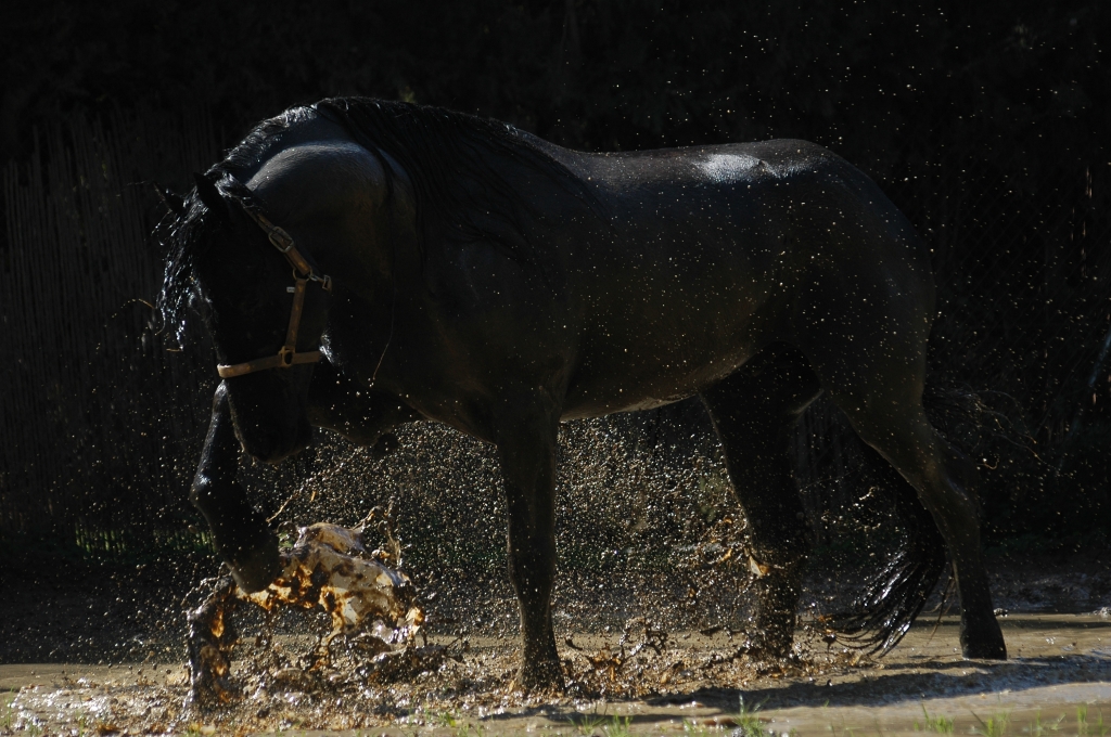 Nettex helps horses win against mud this winter 