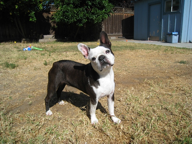 Rocket, a 10-year-old Boston terrier