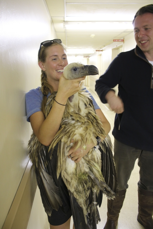 A rehabilitation team with a vulture