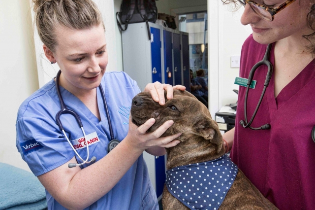  (Left) Kirsty Fingland, Trusty Paws Secretary, during a recent clinic with volunteer vet Lisa Williams.