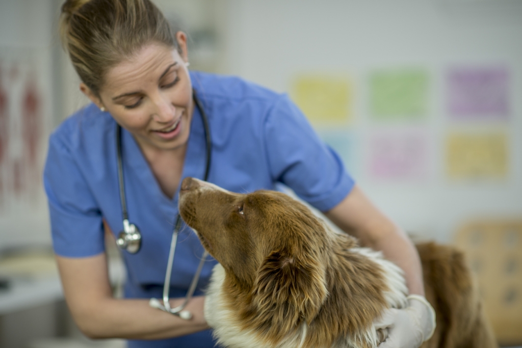 CVS’ Bristol Vet Specialists will research Idiopathic Epilepsy in Border Collies