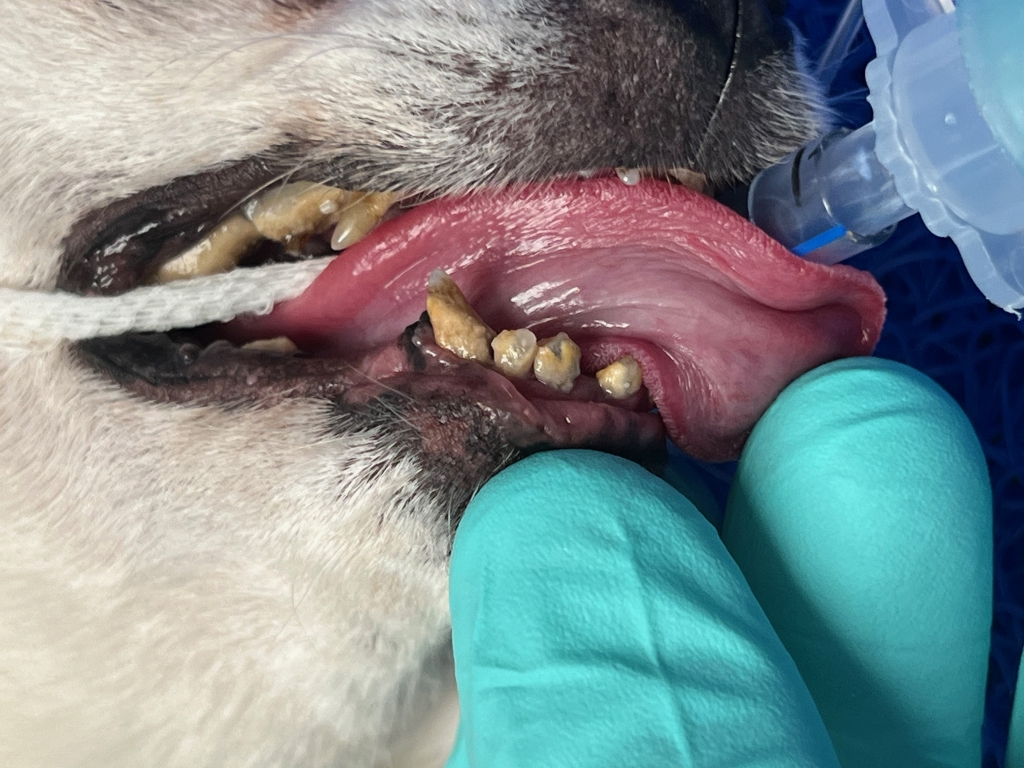Thalula’s quality of life has dramatically improved thanks to the dentistry team at Willows Veterinary Centre and Referral Service in Solihull. 