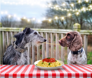 Two dogs sitting at table eating spaghetti in scene reminiscent of Lady And The Tramp