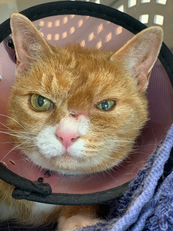 Experts at Eastcott Veterinary Referrals saved the left eye of 13-year-old cat, Fleur