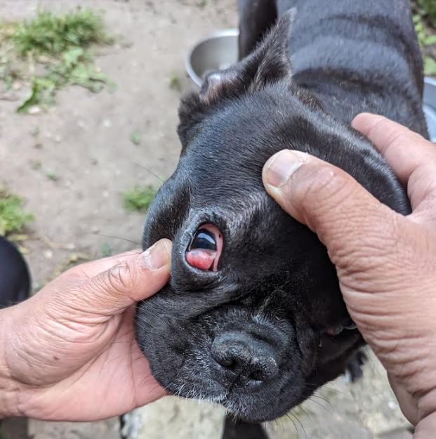 Buster - who developed cherry eye when he was a puppy