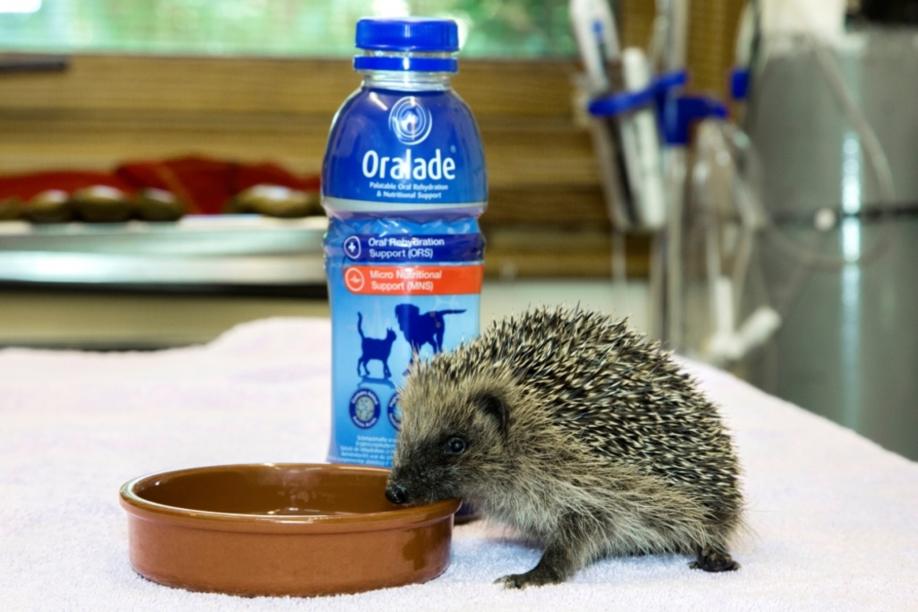 Hedgehog rehydrating using Oralade 
