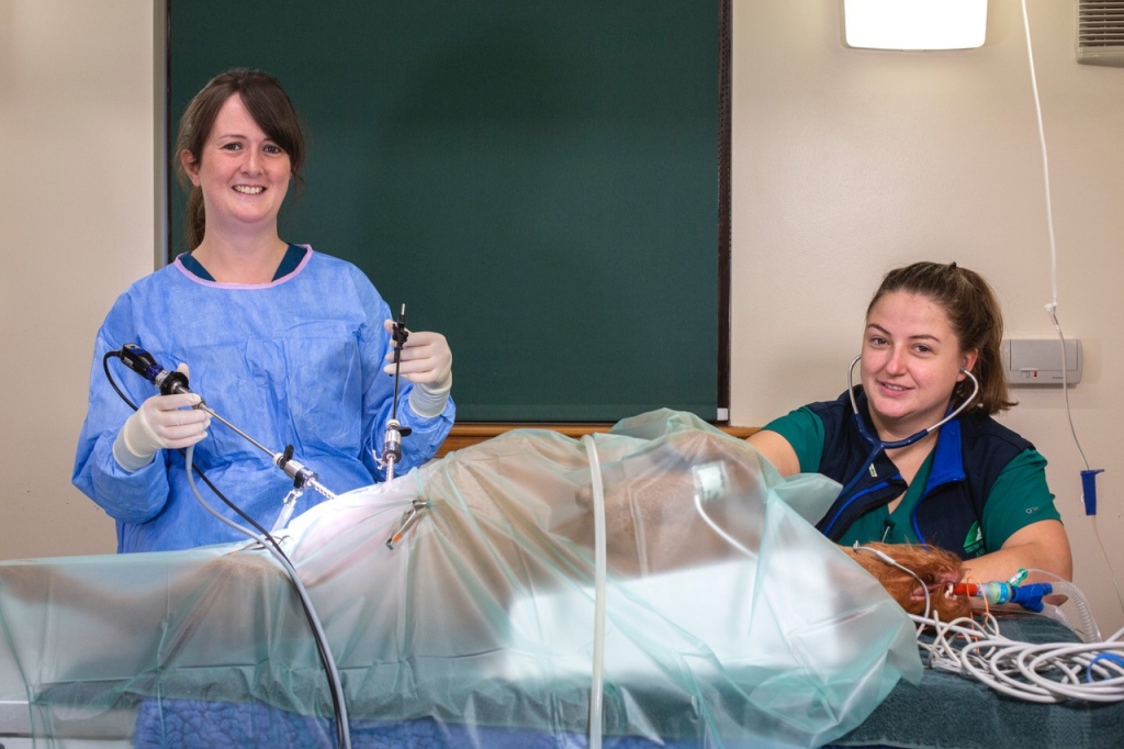 Senior vet Stephanie Duncan performing a laparoscopic operation with registered veterinary nurse, Amy Lownie, who is monitoring the anaesthetic.