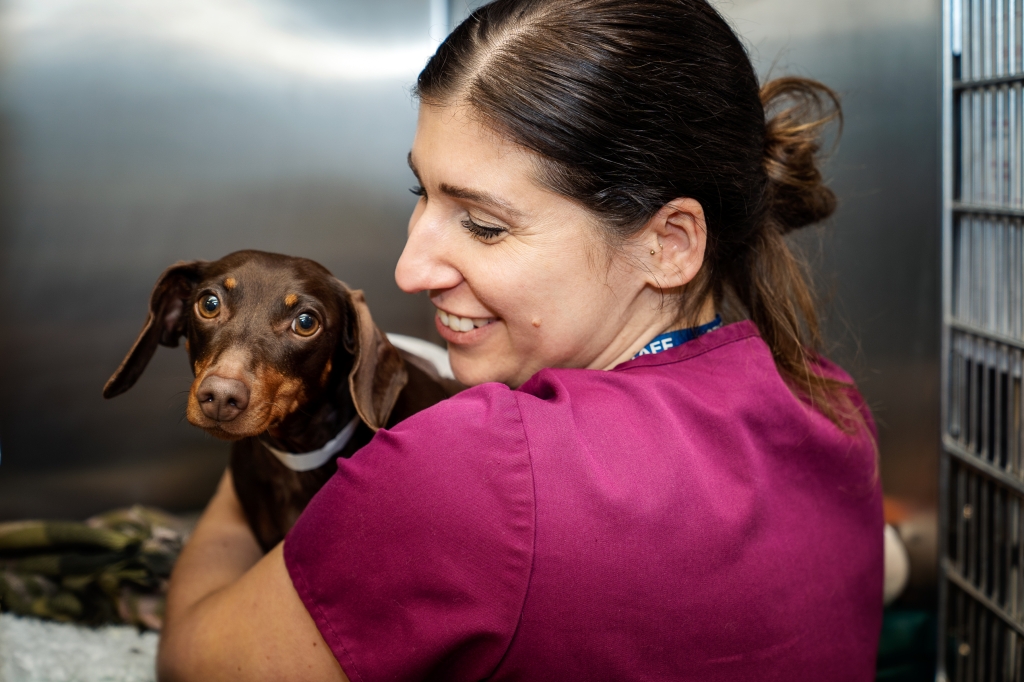 Registered veterinary nurse (RVN) Leila Hallaji currently works at Linnaeus-owned Anderson Moores Veterinary Specialists in Poles Lane, Hursley, but is about to jet off to join the Veterinary Emergency and Specialty Hospital (VES) in Singapore. 