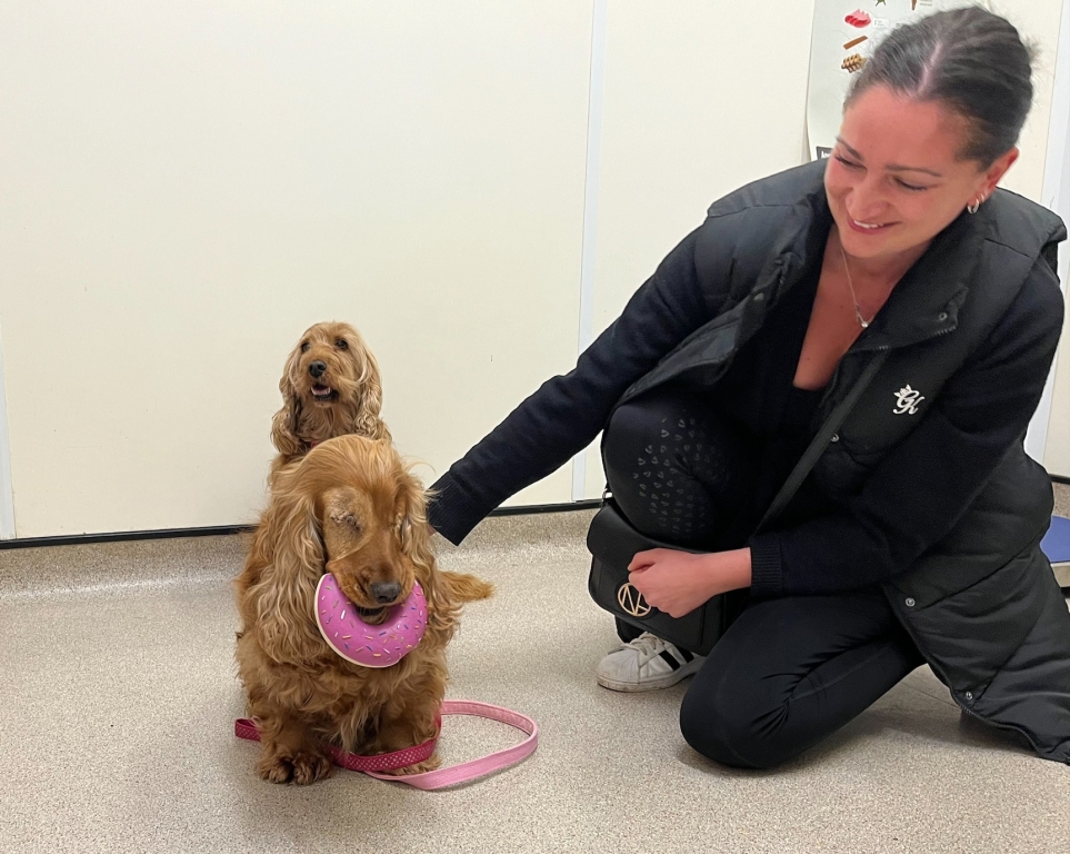 Indie, a seven-year-old Cocker Spaniel, is living a full life with her new owner after losing her sight due to cataracts. 