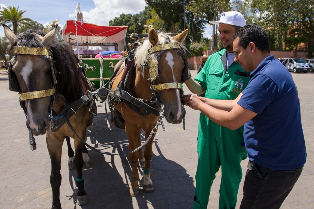 SPANA vets working on calèche horses in Morocco ©SPANA