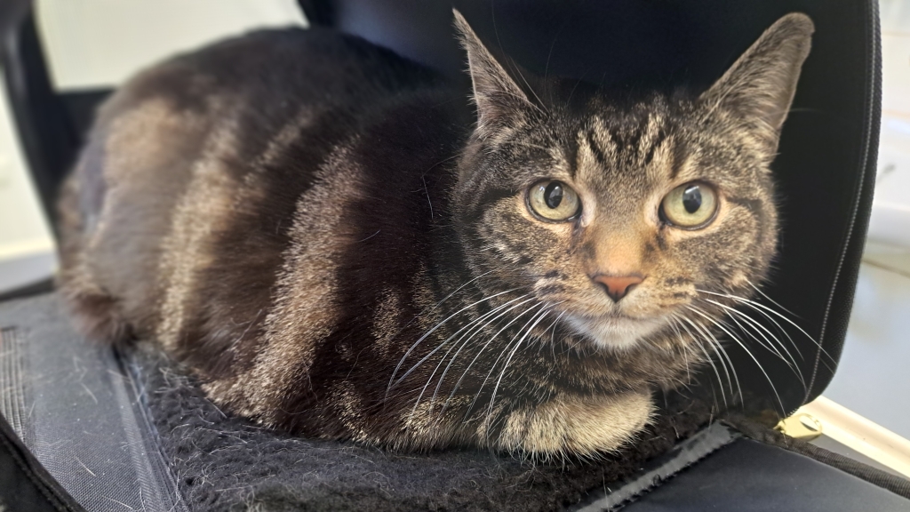 Kitty has lost weight and is more active since attending weight clinics at 608 Vets.