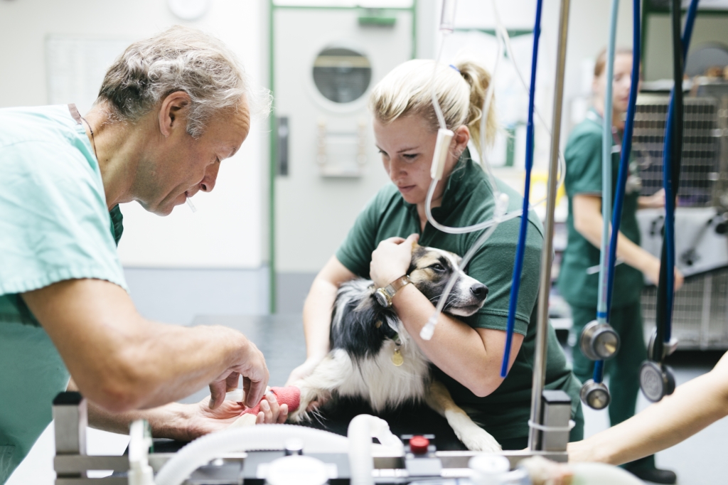 Vets working on the front leg of a dog