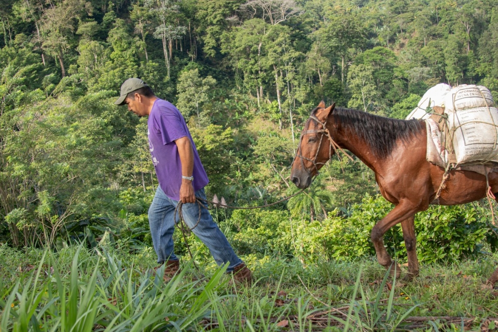 Horses and mules are essential to coffee and cacao production in many countries - particularly Nicaragua (credit: Brooke).