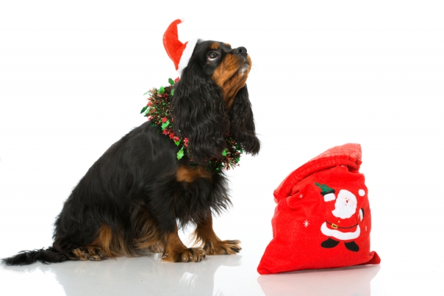 Dog at Christmas (JunojessDreamstime.com)
