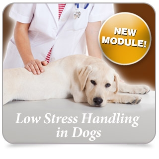 Let's make everyday practice better for dogs!