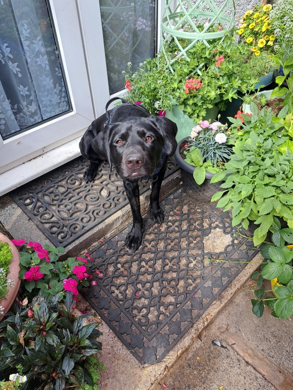 Little Buddy is now leading a normal life after specialist surgery at Southfields Veterinary Specialists, in Basildon.  