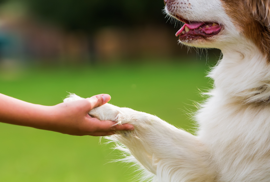 Hand holding a dogs paw