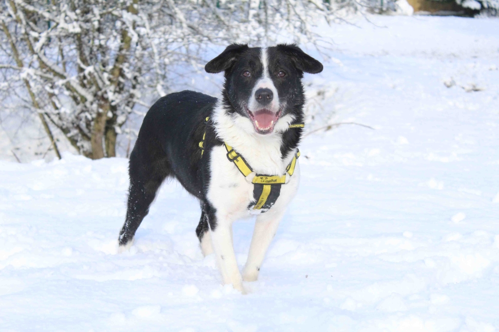 Border Collie playing in the snow